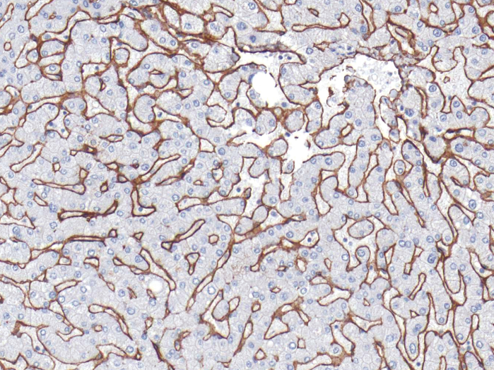 Antibody Anti-Collagen Type IV (COL4) (Hu) from Mouse (IHC549) - unconj.