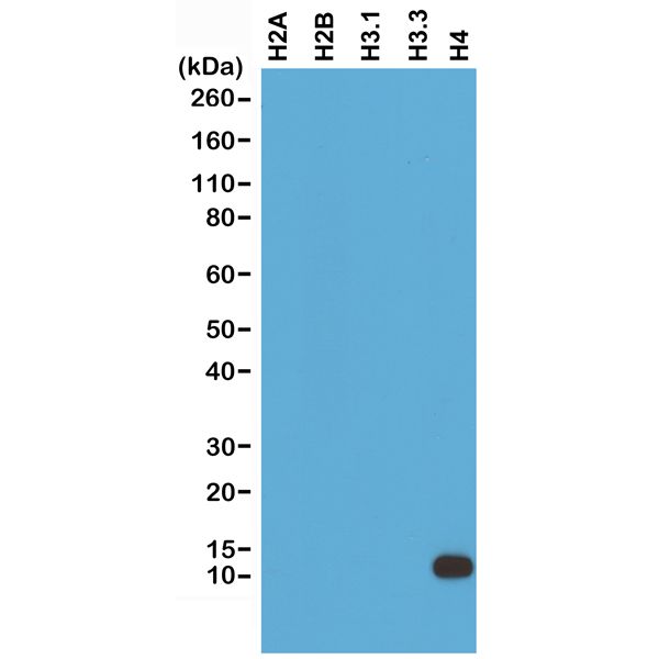 fig1-RM212