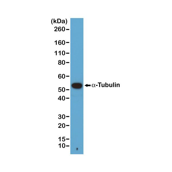 fig2-WB_a-Tubulin_A4311