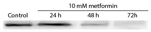 Abbildung: Ziege F(ab')2 anti-Maus IgG (H+L)-HRPO, MinX Hu