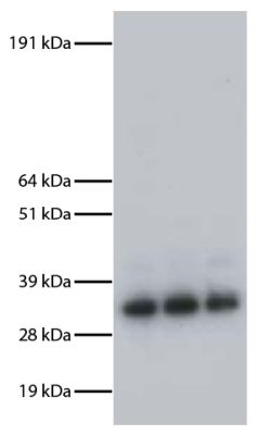 Abbildung: Ziege IgG anti-Maus IgG1 (Fc)-Alk. Phos., MinX Hu