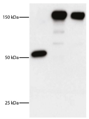 Abbildung: Ziege IgG anti-Maus IgG1 (Fc)-HRPO, MinX Hu
