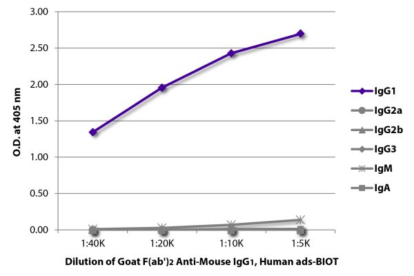 Abbildung: Ziege F(ab')2 anti-Maus IgG1 (Fc)-Biotin, MinX Hu