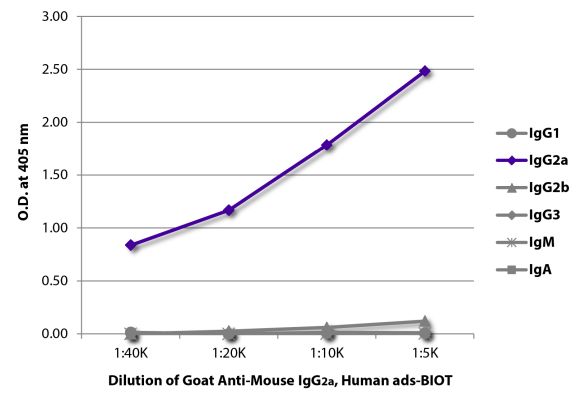Abbildung: Ziege IgG anti-Maus IgG2a (Fc)-Biotin, MinX Hu