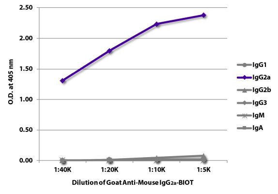 Abbildung: Ziege IgG anti-Maus IgG2a (Fc)-Biotin, MinX keine