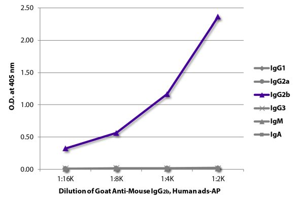 Abbildung: Ziege IgG anti-Maus IgG2b (Fc)-Alk. Phos., MinX Hu
