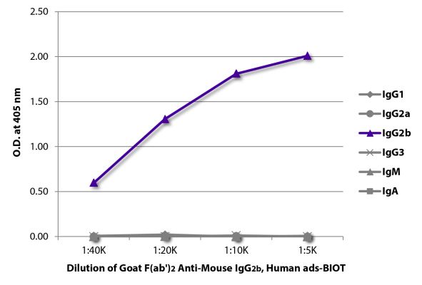 Abbildung: Ziege F(ab')2 anti-Maus IgG2b (Fc)-Biotin, MinX Hu