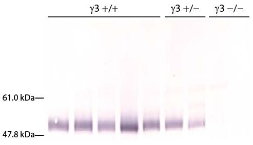 Abbildung: Ziege IgG anti-Maus IgG3 (Fc)-Alk. Phos., MinX Hu
