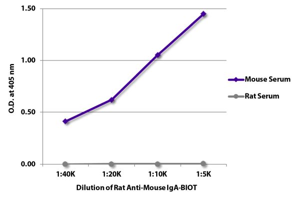 Abbildung: Ratte IgG anti-Maus IgA-Biotin, MinX keine