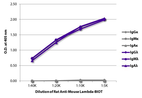 Image: Rat IgG anti-Mouse Lambda light chain-Biotin, MinX none