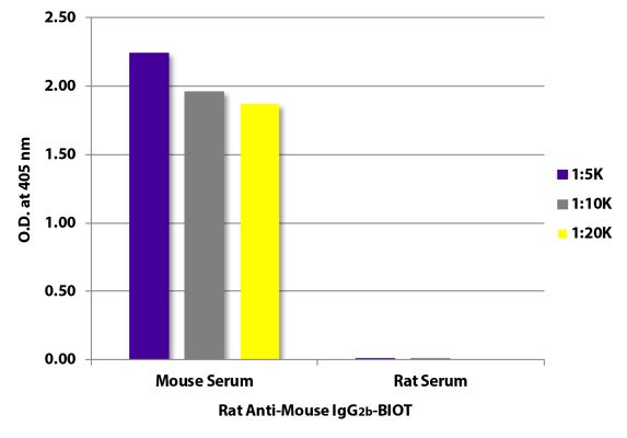 Image: Rat IgG anti-Mouse IgG2b (Fc)-Biotin, MinX none
