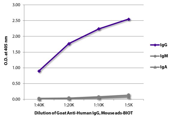Abbildung: Ziege IgG anti-Human IgG (Fc)-Biotin, MinX Ms
