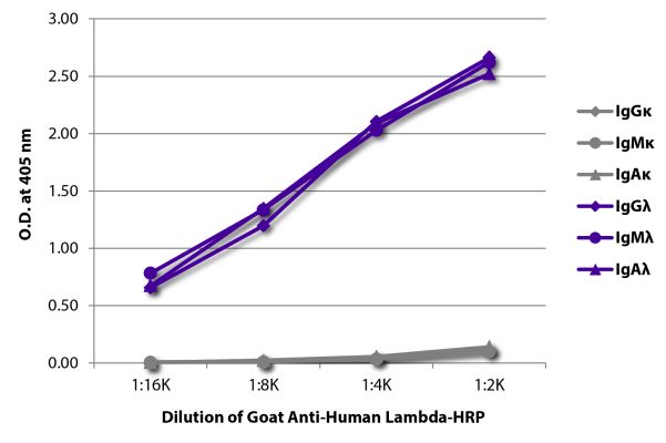 Abbildung: Ziege IgG anti-Human Lambda (leichte Kette)-HRPO, MinX keine