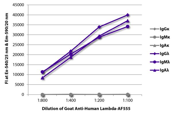 Abbildung: Ziege IgG anti-Human Lambda (leichte Kette)-Alexa Fluor 555, MinX keine
