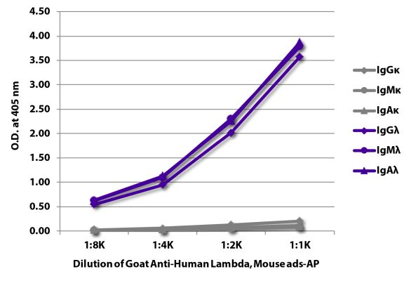 Abbildung: Ziege IgG anti-Human Lambda (leichte Kette)-Alk. Phos., MinX Ms