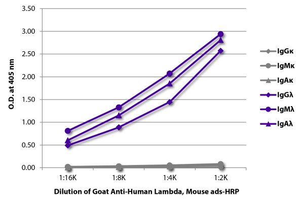 Abbildung: Ziege IgG anti-Human Lambda (leichte Kette)-HRPO, MinX Ms