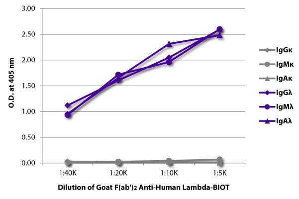 Abbildung: Ziege F(ab')2 anti-Human Lambda (leichte Kette)-Biotin, MinX keine