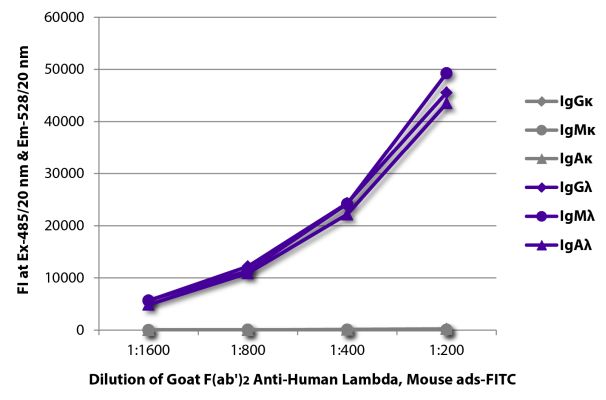 Abbildung: Ziege F(ab')2 anti-Human Lambda (leichte Kette)-FITC, MinX Ms