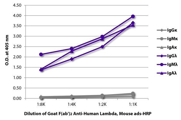 Abbildung: Ziege F(ab')2 anti-Human Lambda (leichte Kette)-HRPO, MinX Ms