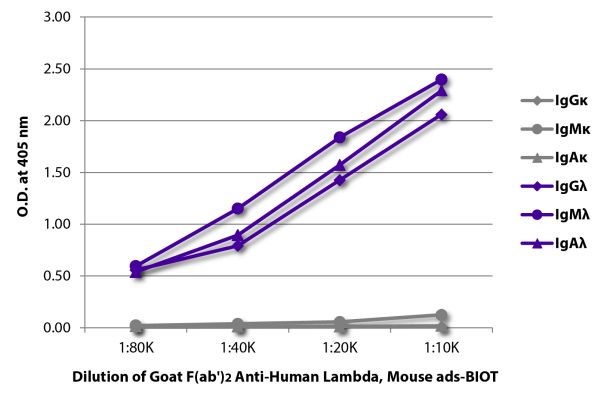 Abbildung: Ziege F(ab')2 anti-Human Lambda (leichte Kette)-Biotin, MinX Ms