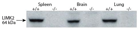 Abbildung: Ziege IgG anti-Ratte IgG (H+L)-HRPO, MinX Ms