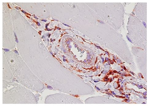 Abbildung: Ziege IgG anti-Ratte IgG (H+L)-Biotin, MinX Ms