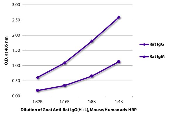 Abbildung: Ziege IgG anti-Ratte IgG (H+L)-HRPO, MinX Ms,Hu