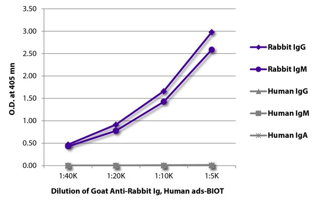 Abbildung: Ziege IgG anti-Kaninchen IgG+IgM+IgA (H+L)-Biotin, MinX Hu