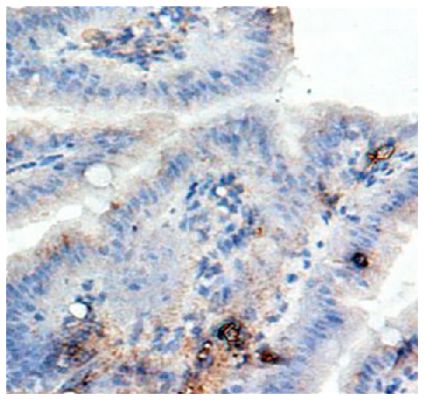 Abbildung: Ziege IgG anti-Kaninchen IgG (H+L)-Biotin, MinX Ms,Hu