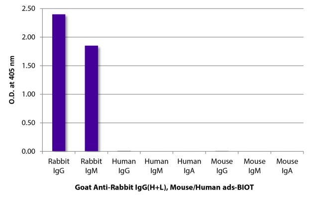 Image: Goat IgG anti-Rabbit IgG (H+L)-Biotin, MinX Ms,Hu