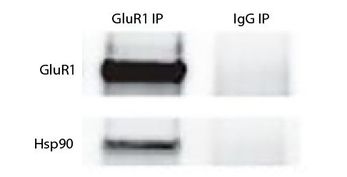 Abbildung: Ziege IgG anti-Kaninchen IgG (H+L)-Biotin, MinX Ms,Hu