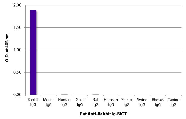 Abbildung: Ratte IgG anti-Kaninchen IgG+IgM+IgA (H+L)-Biotin, MinX keine