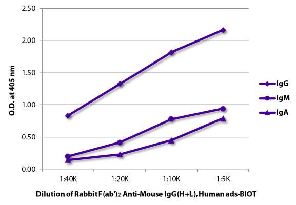 Abbildung: Kaninchen F(ab')2 anti-Maus IgG (H+L)-Biotin, MinX Hu