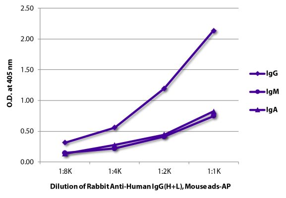 Abbildung: Kaninchen IgG anti-Human IgG (H+L)-Alk. Phos., MinX Ms