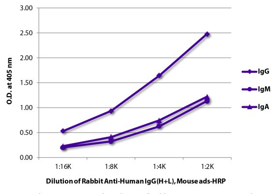 Image: Rabbit IgG anti-Human IgG (H+L)-HRPO, MinX Ms