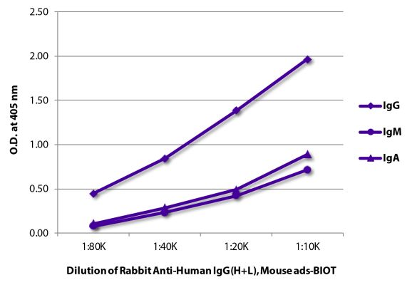 Abbildung: Kaninchen IgG anti-Human IgG (H+L)-Biotin, MinX Ms