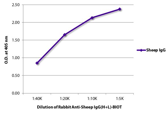Abbildung: Kaninchen IgG anti-Schaf IgG (H+L)-Biotin, MinX keine