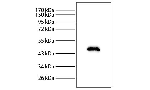 Abbildung: Kaninchen IgG anti-Maus IgG (H+L)-HRPO, MinX keine