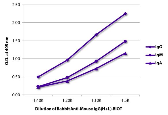 Abbildung: Kaninchen IgG anti-Maus IgG (H+L)-Biotin, MinX keine