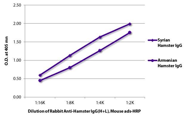 Abbildung: Kaninchen IgG anti-Hamster allgemein IgG (H+L)-HRPO, MinX Ms
