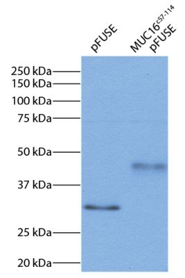 Abbildung: Maus IgG anti-Human IgG1 (Fc)-HRPO, MinX keine