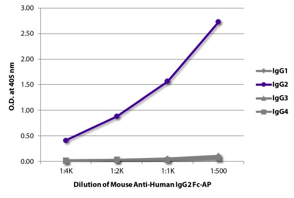 Abbildung: Maus IgG anti-Human IgG2 (Fc)-Alk. Phos., MinX keine