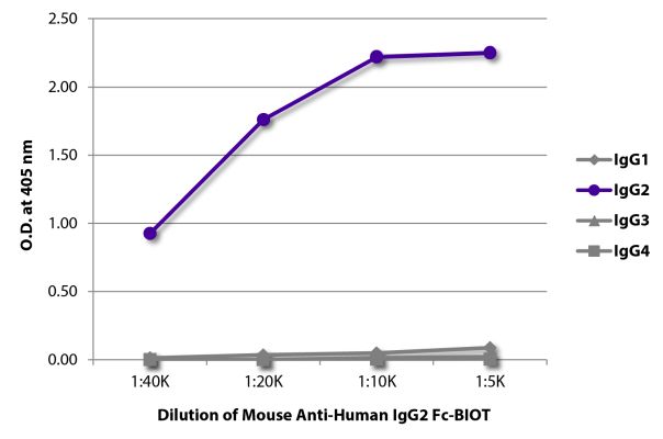 Abbildung: Maus IgG anti-Human IgG2 (Fc)-Biotin, MinX keine