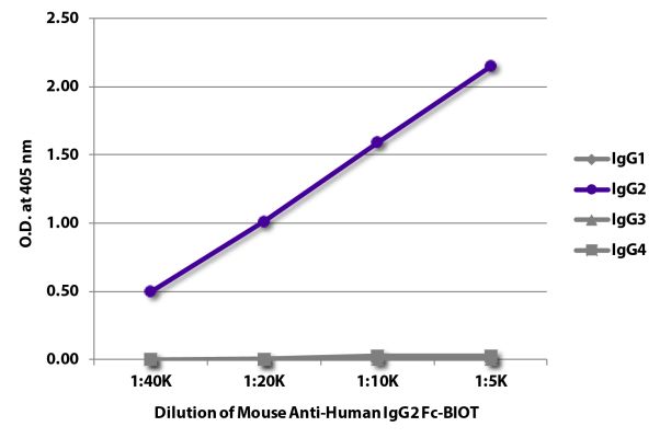 Abbildung: Maus IgG anti-Human IgG2 (Fc)-Biotin, MinX keine