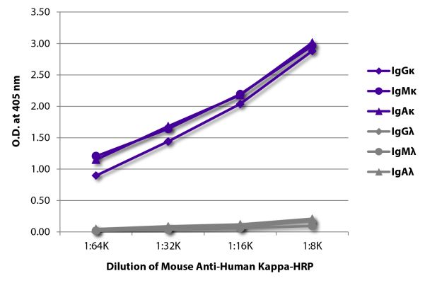 Abbildung: Maus IgG anti-Human Kappa (leichte Kette)-HRPO, MinX keine