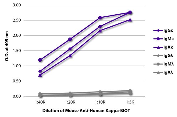 Abbildung: Maus IgG anti-Human Kappa (leichte Kette)-Biotin, MinX keine