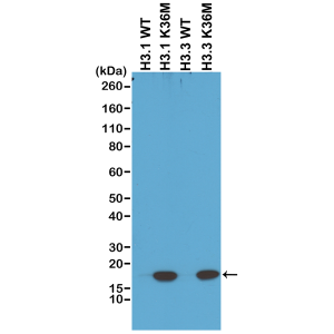 Anti-Histone H3 (K36M) (all) from Rabbit (RM193)