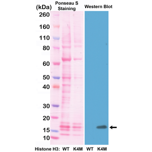 Anti-Histone H3 K4M (all) from Rabbit