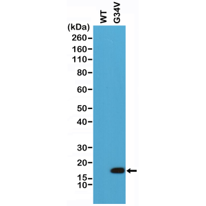 Anti-Histone H3.3 G34V (all) from Rabbit (RM307) - unconj.