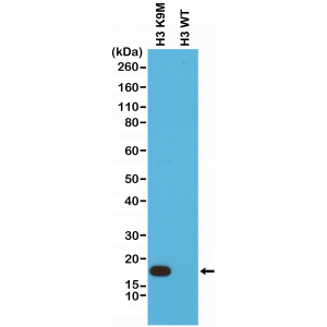 Anti-Histone H3 K9M (all) from Rabbit (RM191) - unconj.